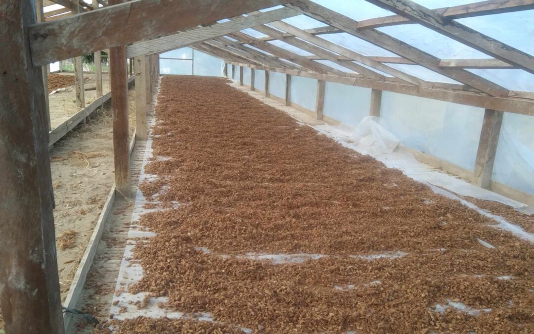 Coco Husk Chips Drying: A Resilient Pursuit