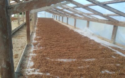 Coco Husk Chips Drying: A Resilient Pursuit